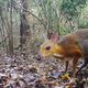 Camera-trap photo of silver-backed chevrotain (Tragulus versicolor).
